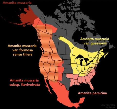 Distribution of Amanita mascara in the US.