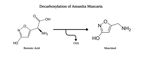 decarboxylation of Amanita muscaria reaction
