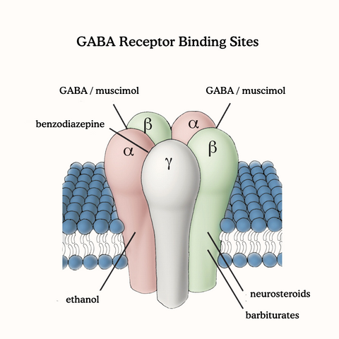 gaba receptor muscimol binding site