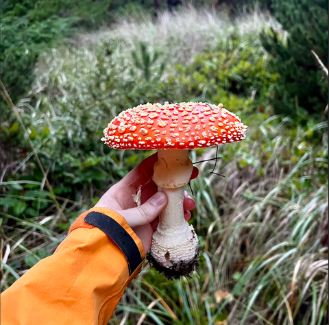 perfect amanita mushroom being held
