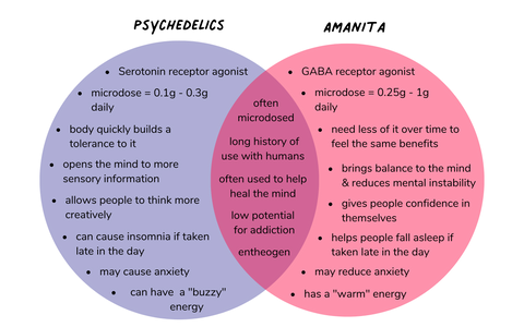 Amanita muscaria vs psychedelic effects