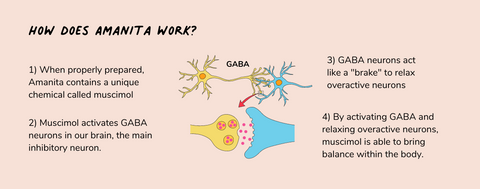 how muscimol works