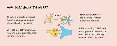 how muscimol works in the brain
