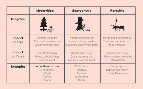 Mycorrhizal saprophytic parasitic mushroom diagram