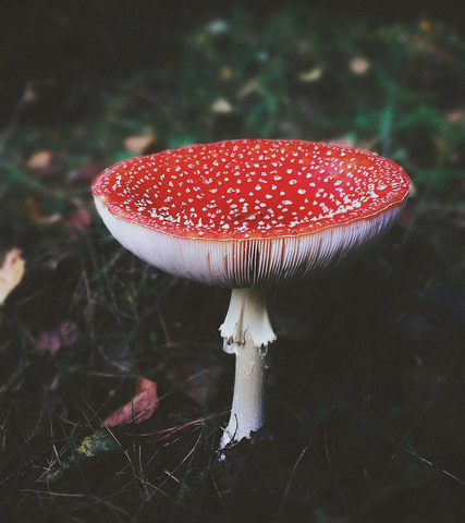 amanita muscaria depressant entheogen