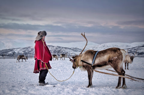 reindeer fed amanita muscaria