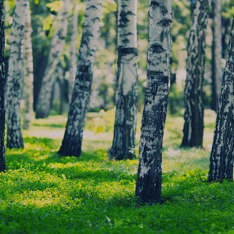 bois de bouleau