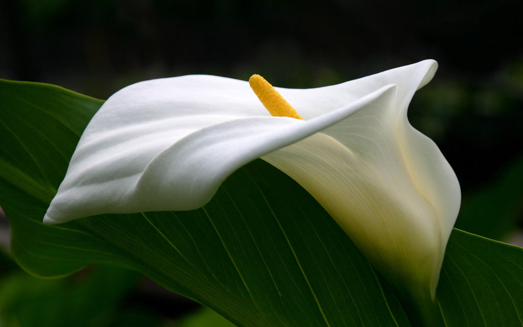 Buy a Low-Maintenance White Peace Lily Indoor Houseplant - Purifies Air and Promotes Well-Being
