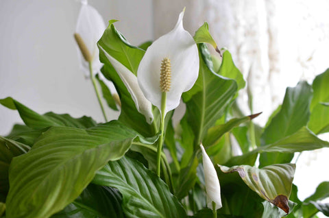 Buy a Low-Maintenance White Peace Lily Indoor Houseplant - Purifies Air and Promotes Well-Being