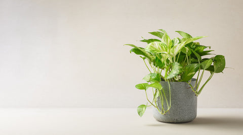 Golden Pothos A stunning tropical plant that adds beauty and life to any space.