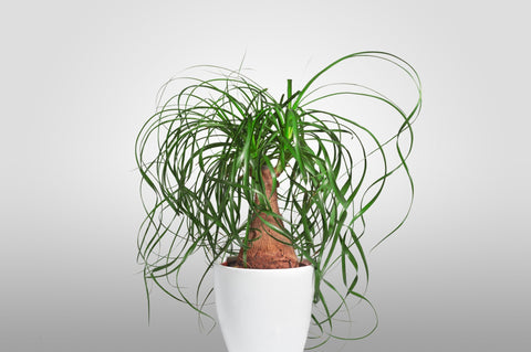 Ponytail Palm - high oxygen producing plant