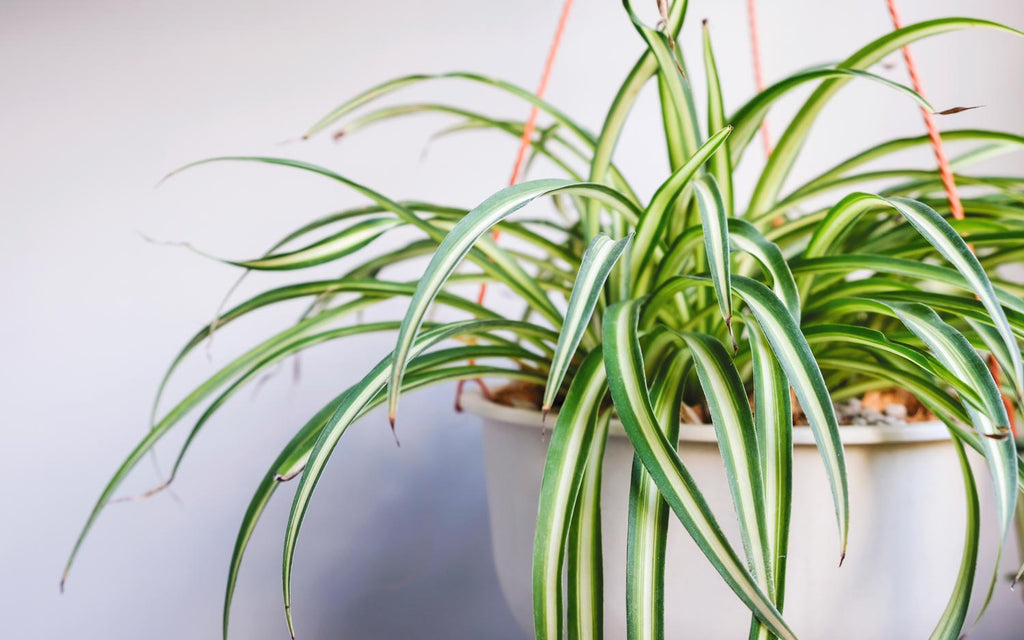 The Best Spider Plant for Your Home - Easy to Care for, Purifies Air