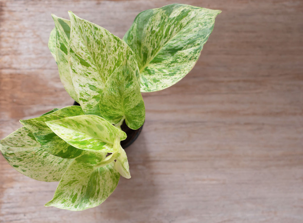 The Ultimate Guide to Growing Snow Queen Pothos