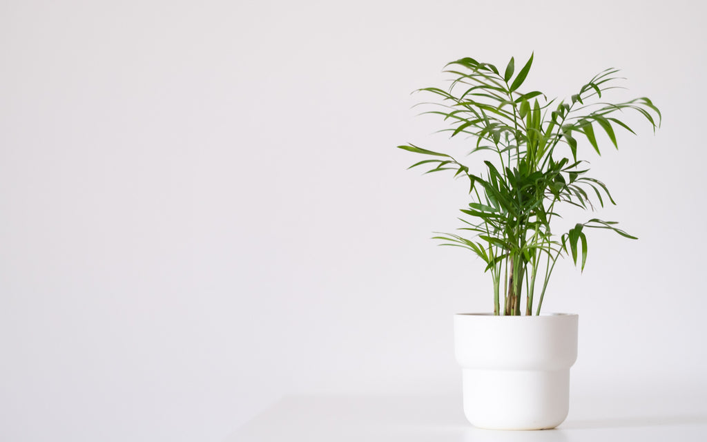 Upgrade Your Home with the Areca Bamboo Palm: The Perfect Indoor Houseplant.