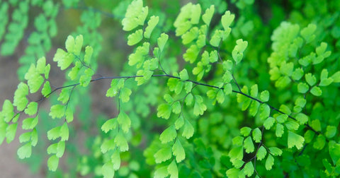 What plants produce the most oxygen - Maidenhair Fern