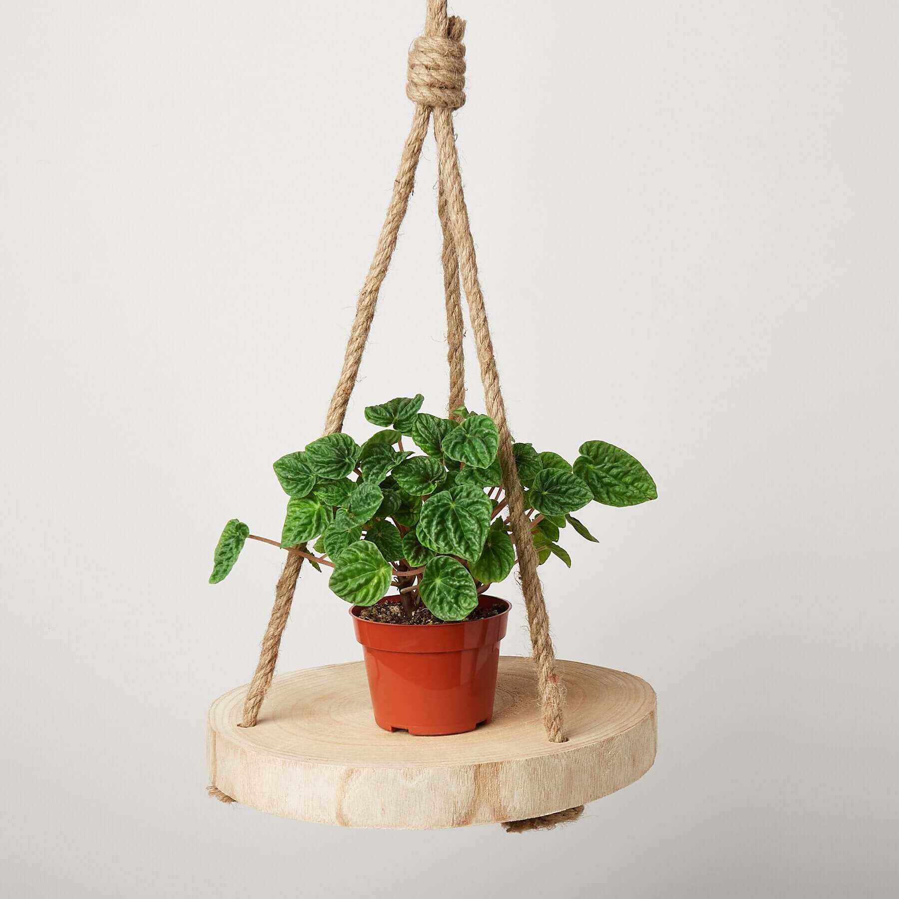 Hanging Wooden Plant Tray | Modern house plants that clean the air