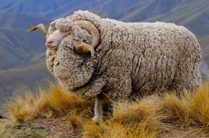 Merino Wool Made By Nature 