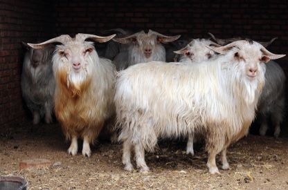 Shop All Yarn — Cashmere Goat