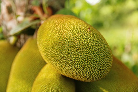 Benefits of Jackfruit | Weight Management Gummies 