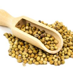 organic coriander seeds on white background and wooden spatula