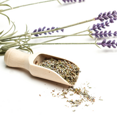 fresh lavender flowers and loose leaf lavender tea in a wooden spatula on a white background