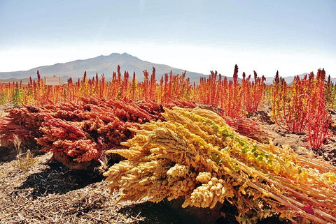 a field of quinoa