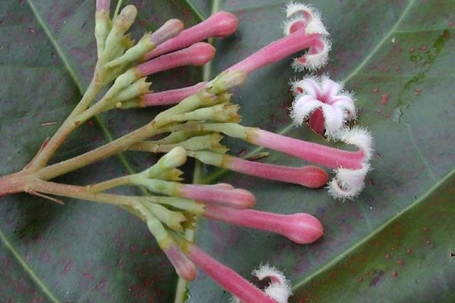 Planta da quinina, que foi utilizada na fabricação do primeiro gin tônica