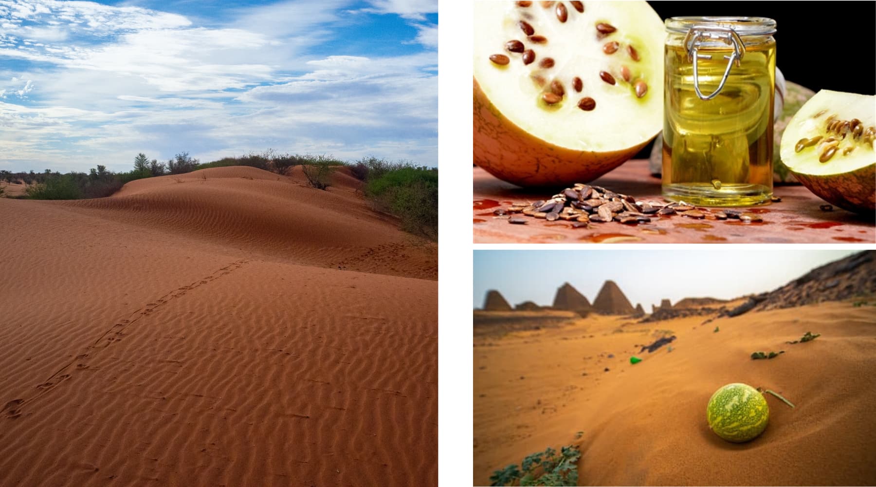 Mosaïque de photos du désert du kalahari et du melon d'eau sauvage du désert du kalahari en Afrique du sud Saison des Pluies