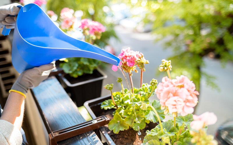 Frau gießt ihre Blumen auf dem Balkon