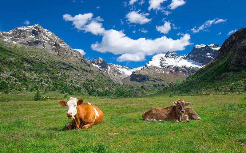 Weidekühe in den Alpen