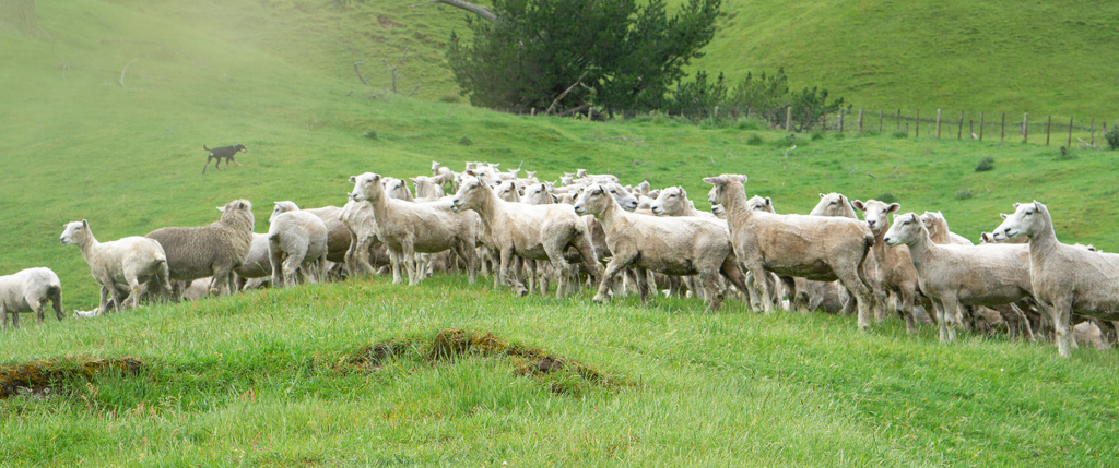 sheep farm green landscape