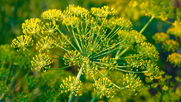Image of Fennel Plant