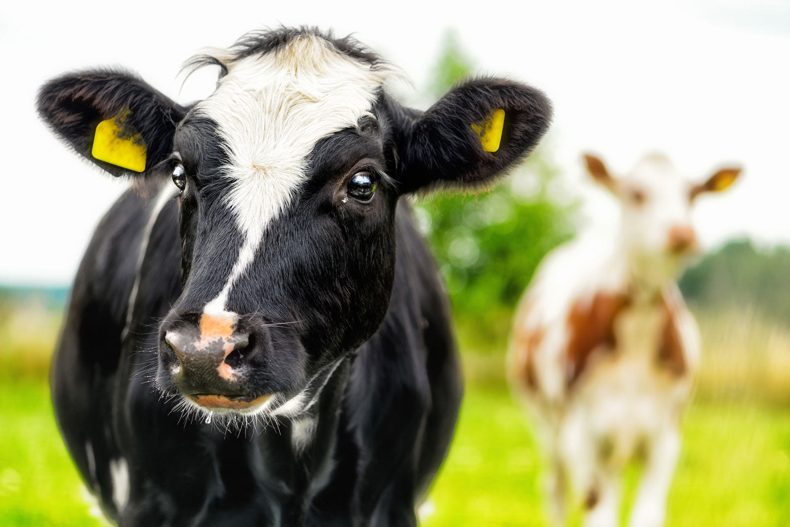 Cow - Compassion in World Farming