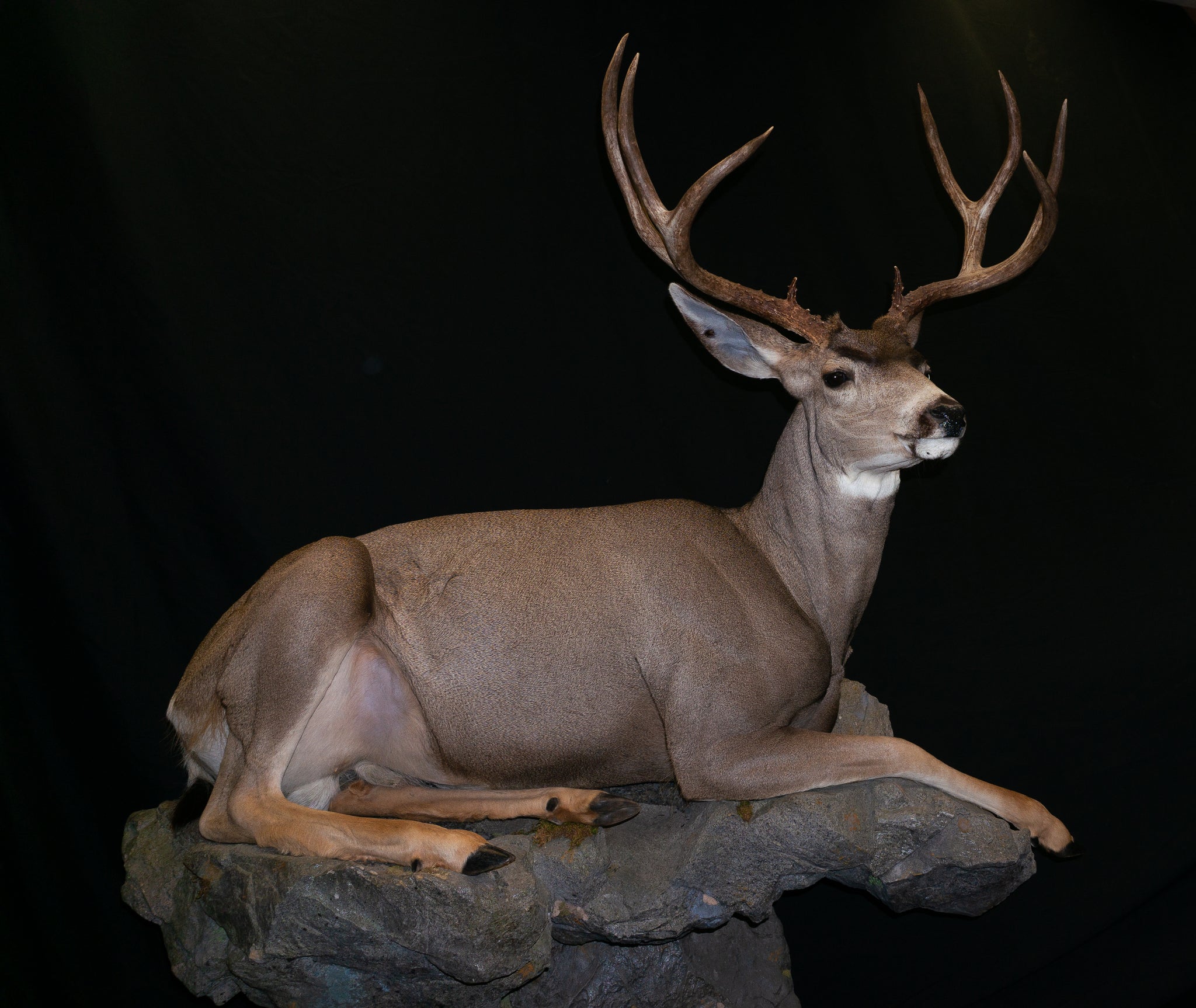 Koch Taxidermy Mule Deer Life Size Mount