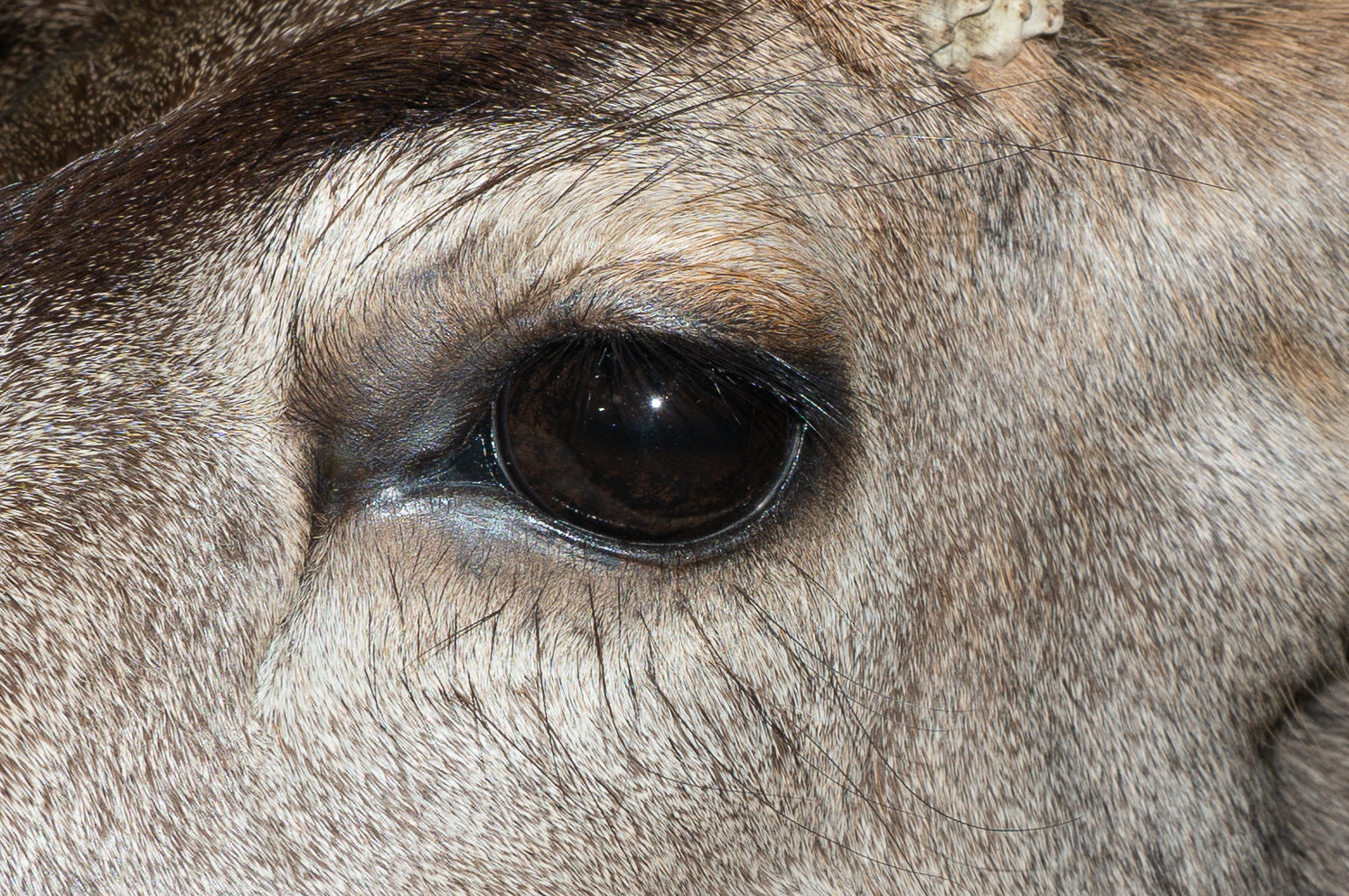 Koch Taxidermy Deer Shoulder Mount Eye Detail
