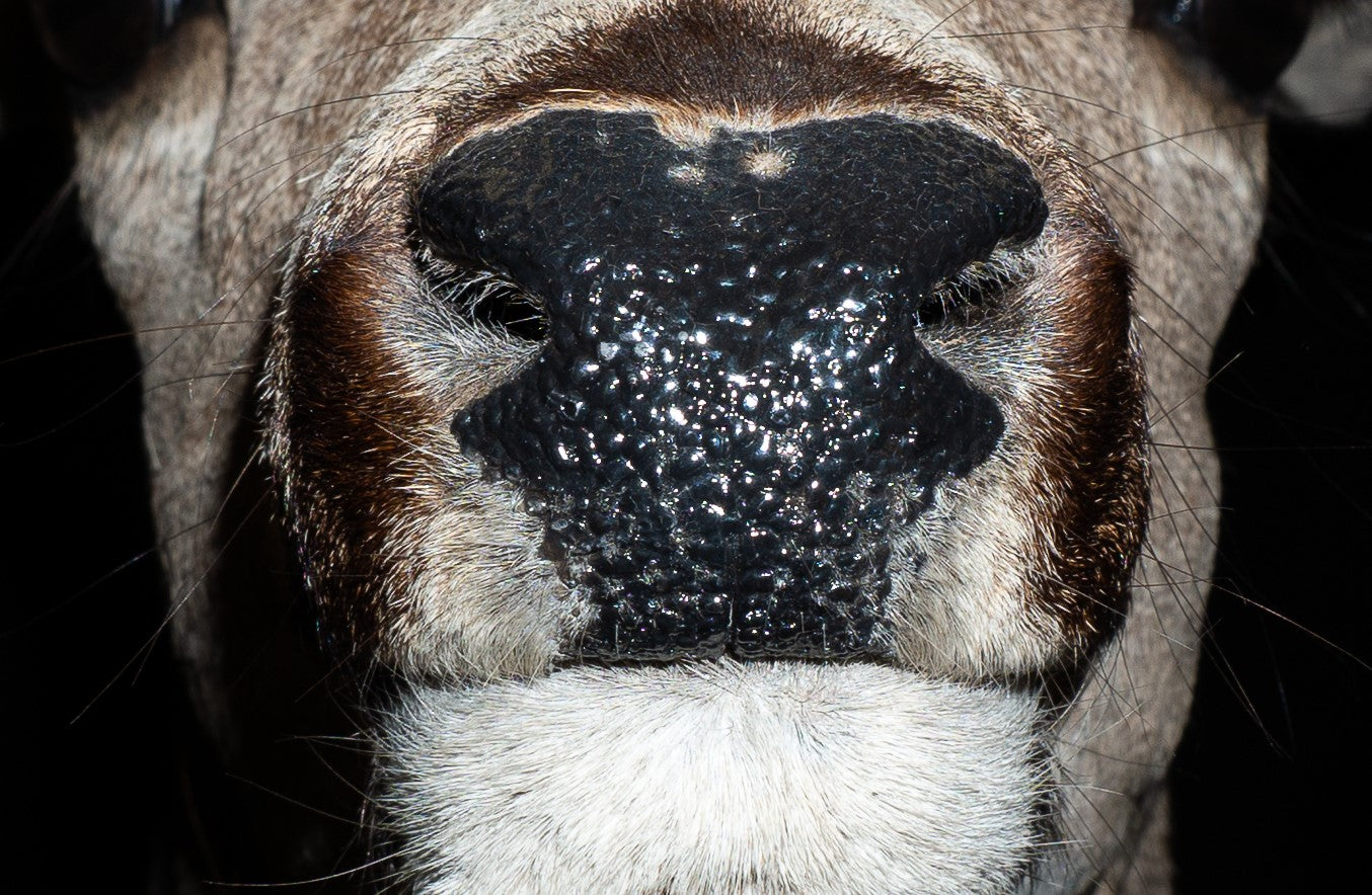Koch Taxidermy Deer Shoulder Mount Nose Detail