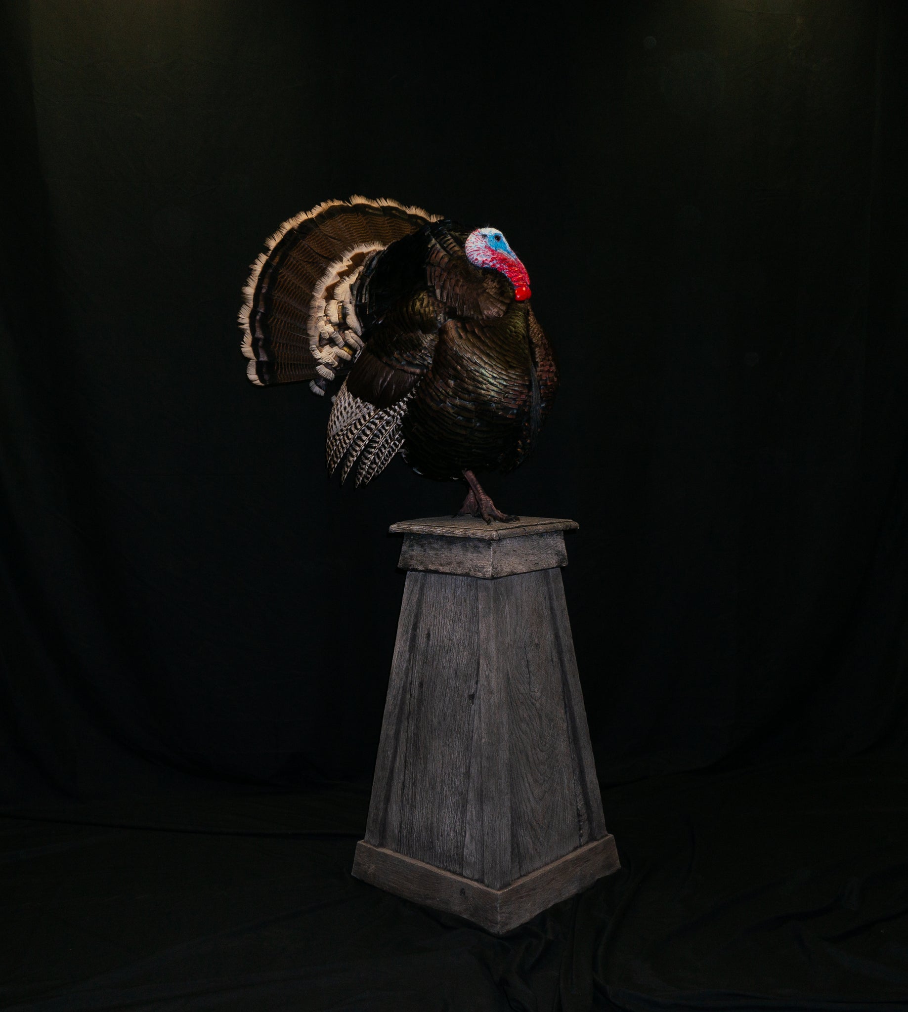 Koch Taxidermy Turkey Mount
