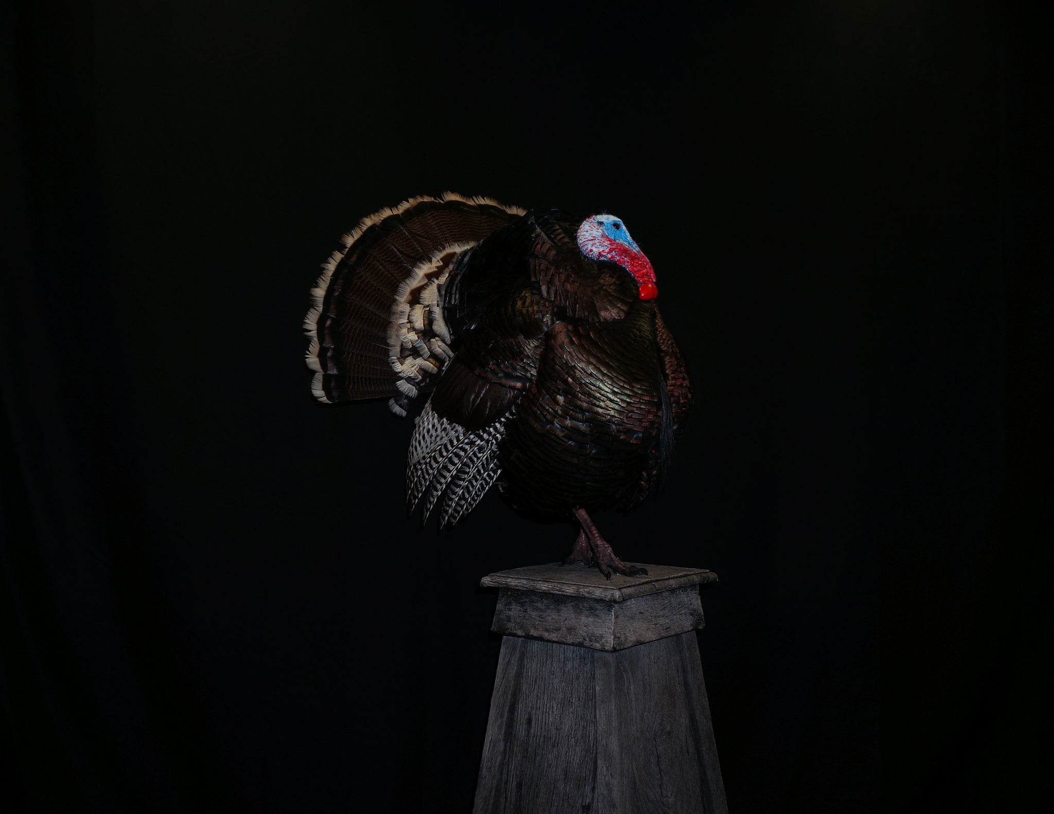 Koch Taxidermy Turkey Mount