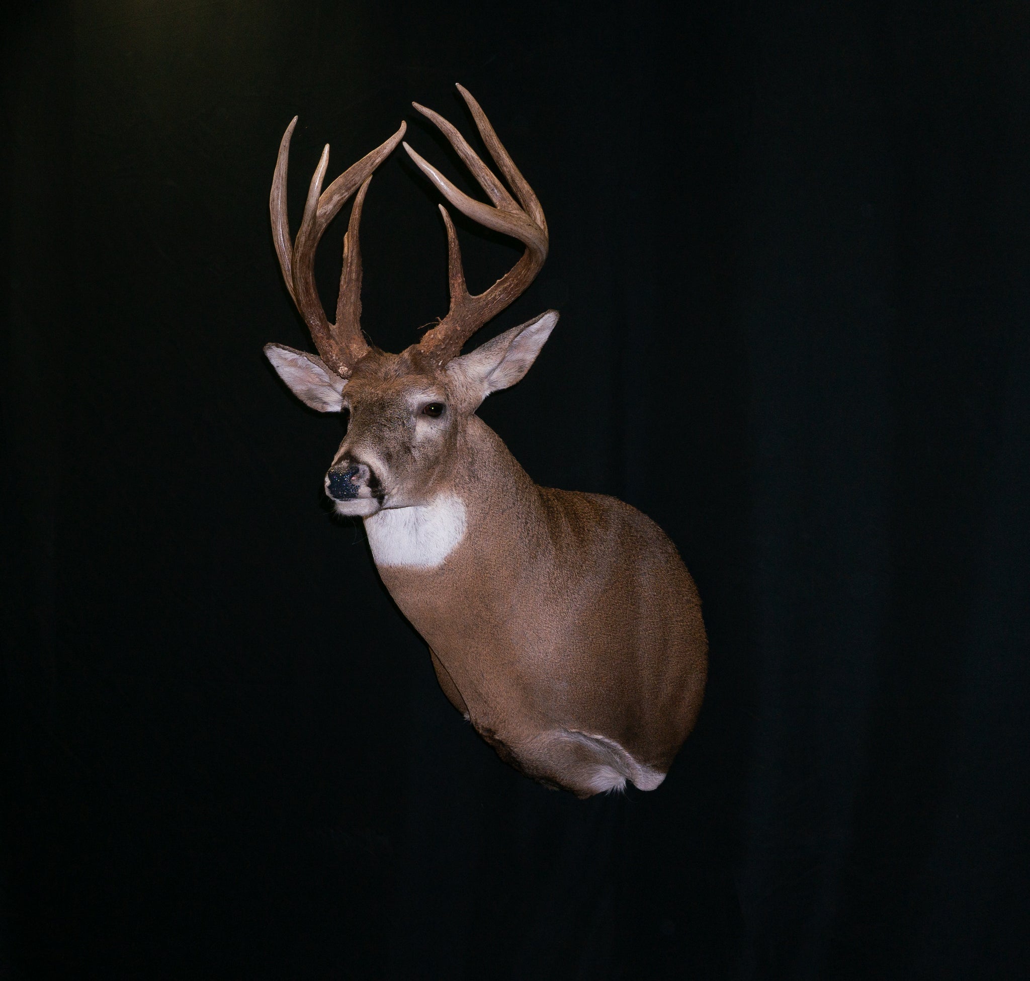 Koch Taxidermy Whitetail Deer Shoulder Mount