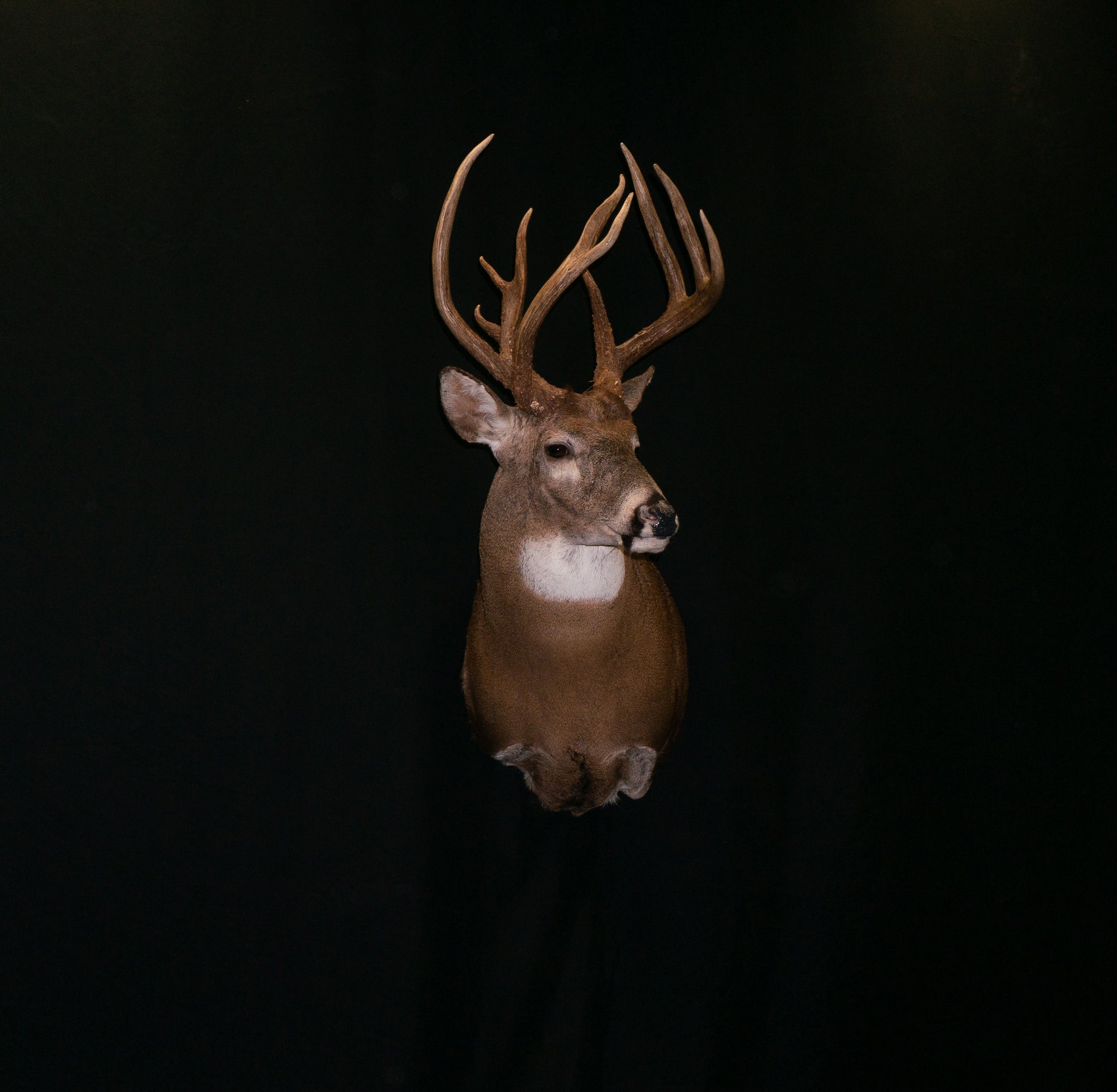 Koch Taxidermy Whitetail Deer Shoulder Mount