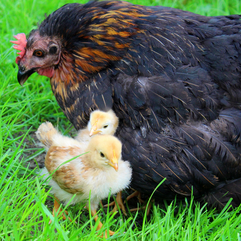 Übertragung der Vogelgrippe