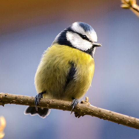 Blue tits