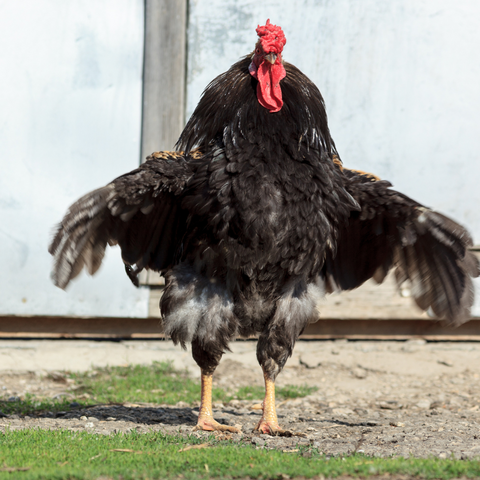 Bain de poussière chez la poule : pourquoi ce comportement ?