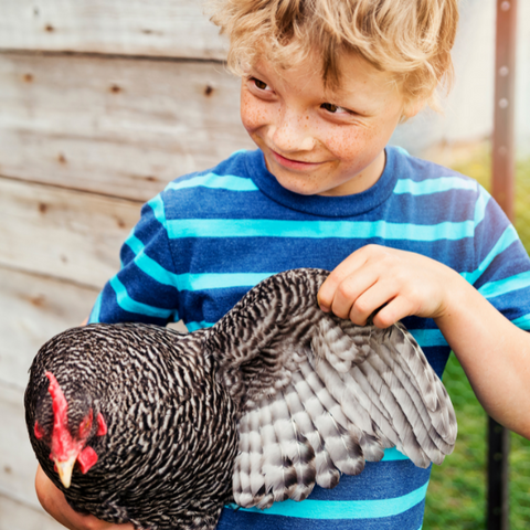 How to secure a chicken