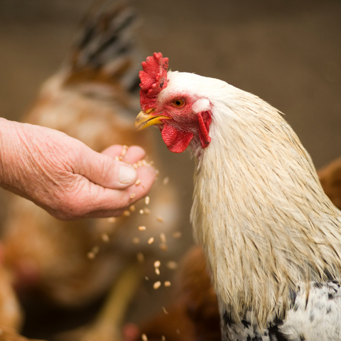 Grains et graines mélangés pour poules