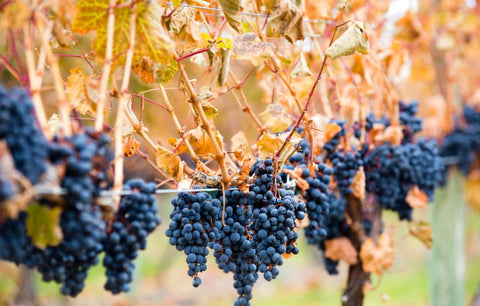 Shiraz grapes