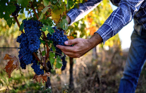 Man picking shiraz grapes off vineyard