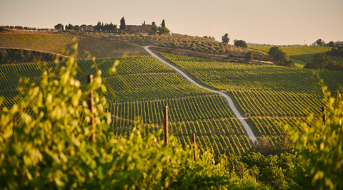 Vineyard landscape rolling green hills