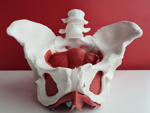 A model showing the bones and muscles of the pelvic floor