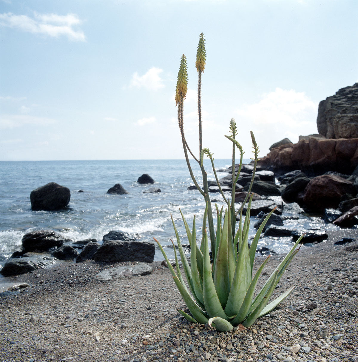Heilende Wirkung von Aloe Vera bei Restless Legs, Polyneuropathie und chronischen Nervenschmerzen, illustrier  durch aufgeschnittene Aloe Vera Pflanze, die in der Natur am Strand steht